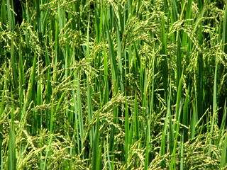 Paddy plants in bloom