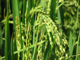 Paddy plants in bloom
