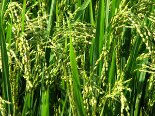 Paddy plants in bloom