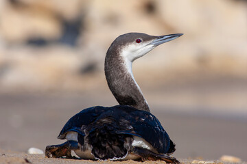 large waterfowl in its natural habitat, Black-throated Loon, Gavia arctica	