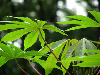 Fototapeta premium Closeup of tapioca plant leaves