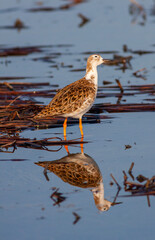 fighting bird in the frozen water, Ruff, Calidris pugnax	