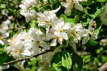 Close up of a branch with delicate white apple tree flowers in full bloom with blurred background in a garden in a sunny spring day, beautiful Japanese cherry blossoms floral background, sakura