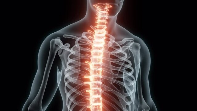 3D Rendering of a Medical Animation of the Spine. X-ray of the Spine.