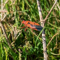 Bug on a branch on a sunny day