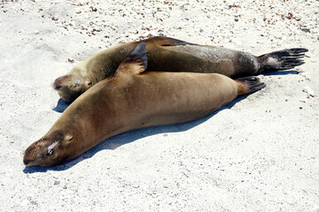 Sea lion resting on beach of Galapagos