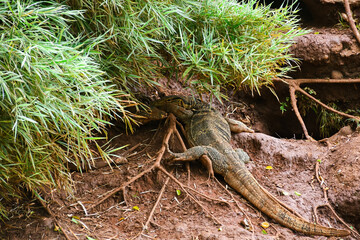 The water lizard or 