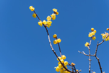春の蝋梅（ロウバイ）の花