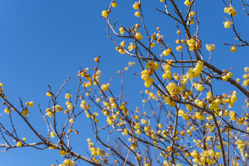 春の蝋梅（ロウバイ）の花