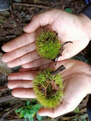 Green chestnut kernel in young woman's hand