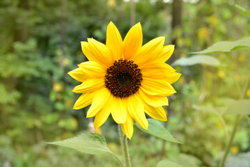 Sunflower field landscape close-up .