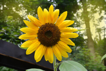 Fototapeta premium Sunflower field landscape close-up .