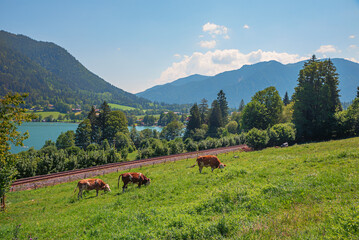 Fototapeta na wymiar grazing cows at the pasture above lake Schliersee, railway line, bavarian alps