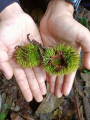 Green chestnut kernel in young woman's hand