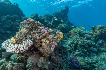 Naklejka na ściany i meble Coral reef in the Red Sea, Egypt.