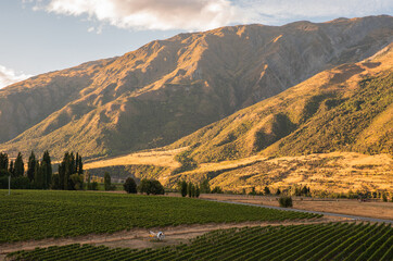 Fototapeta premium Otago Valley, New Zealand Winery with Mountains in Background at Sunset
