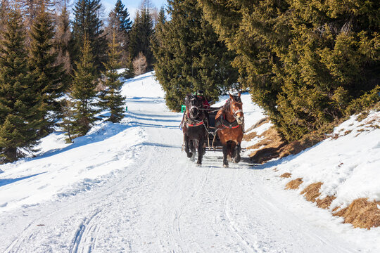 Una carrozza trainata da due cavalli sulle Dolomiti del Trentino, Fuciade, Passo San Pellegrino.