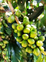 Green Coffee fruit on coffee tree in coffee plantation.