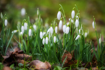 White snowdrops (Galantus) growing in the meadow between dry winter leaves in early spring, copy space, selected focus
