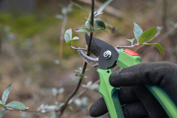Hand with pruning shears cutting a branch of a shrub, seasonal gardening, natural green brown...