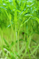 Fototapeta na wymiar Closeup of Growth Water Spinach Hydroponic Microgreens Ready for Harvesting