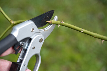 Pruning shears cutting a branch of a rose shrub with an angled cut near a shoot bud, seasonal gardening in spring, natural green background, copy space, selected focus