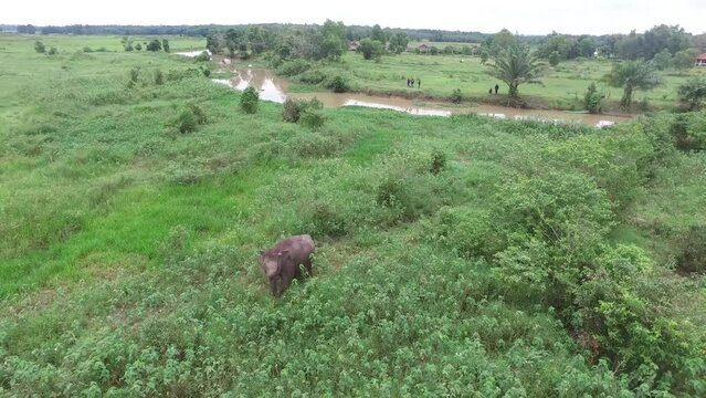 A view from the drone camera of an elephant looking for food in the meadow, in Indonesia's Way Kambas Forest National Park.