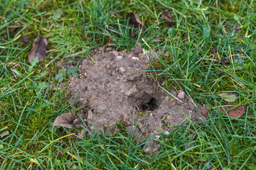 Small heap of earth with a hole in the lawn, passage of vole or mole, wild animals as guests in the garden are sometimes annoying but natural, copy space - obrazy, fototapety, plakaty