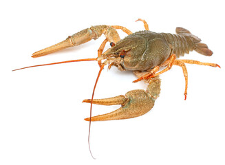 fresh live crayfish on a light background