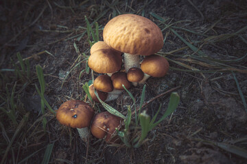 funghi nella foresta 