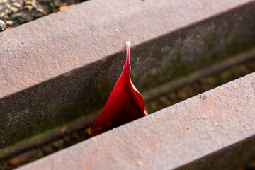 Eine rotes Blatt im Herbst in einer Schachtabdeckungen für städtische Straßen in Europa,...