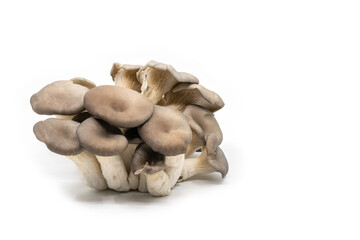 Close-up organic Hiratake mushroom, the Japanese healthy mushrooms Hiratake on white background, side view image