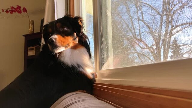 A Mini Australian Shepherd eagerly looks out the window on a sunny day.  Moves head around and barks at the end of the clip.