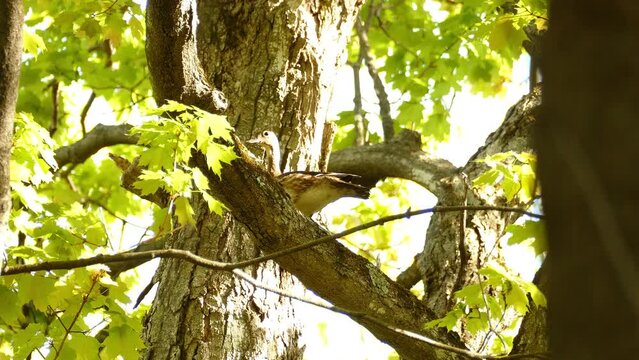 Scared duck unusually perched on top of a tree