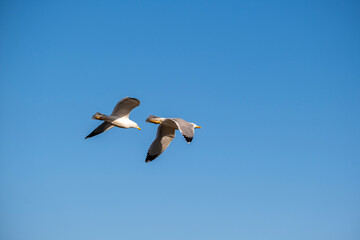 Seagulls flying with a clear blue sky as a background