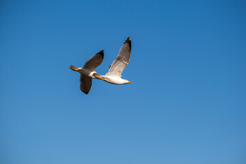 Seagulls flying with a clear blue sky as a background