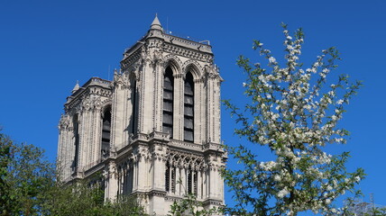 Paris au printemps, vue sur les tours de la cath&eacute;drale Notre-Dame, avec un arbre en fleur, sur fond de ciel bleu (France)
