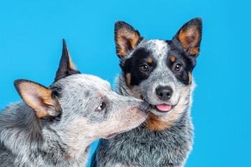 Naklejka na ściany i meble Two cute puppies breed australian cattle dog or blue heeler playing together, isolated on blue background