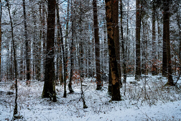 Fototapeta premium Winterwald