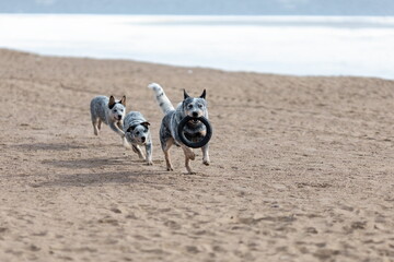 Fototapeta na wymiar Puppies and father blue heeler or australian cattle dog playing together on the beach