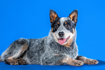 Little smiling puppy of blue heeler or australian cattle dog lying down on blue background