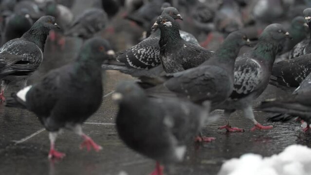 A large group of gray doves walks along the street in a busy place, slow motion
