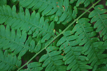 Close up of a leaf of Pteridium aquilinum (bracken, brake or common bracken), also known as eagle fern.
