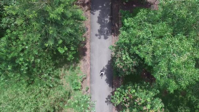 The view from the drone camera, the road that passes between the trees in Indonesia's Way Kambas Forest National Park.