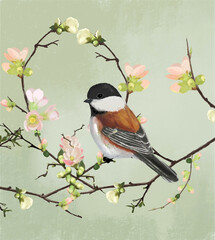 Chickadee bird on a cherry blossom branch on a light green background