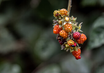 Colorful Berry Cluster on a Limb