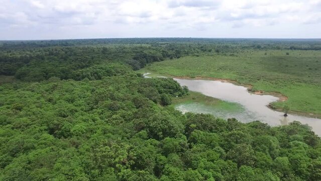 the view from the top of the drone camera, meadows, rivers and trees in Indonesia's Way Kambas Forest National Park.