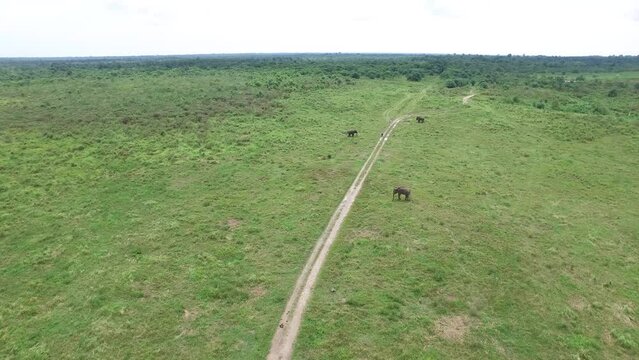 the view from the top of the drone camera, three elephants in the meadow, and the path in the middle of the meadow in Indonesia's Way Kambas Forest National Park.