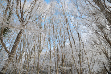 美し樹氷の森　面ノ木園地