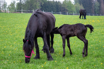 Friesian mare horse and foal on the meadow.